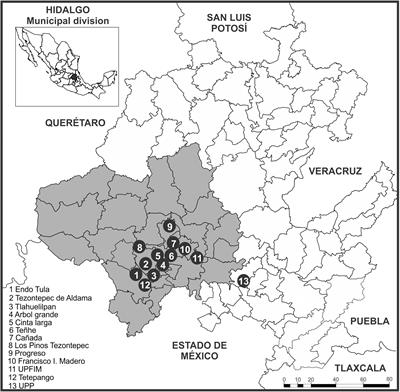 Molecular Variation of the Phytopathogenic Fungus Sporisorium reilianum in Valle del Mezquital, Hidalgo